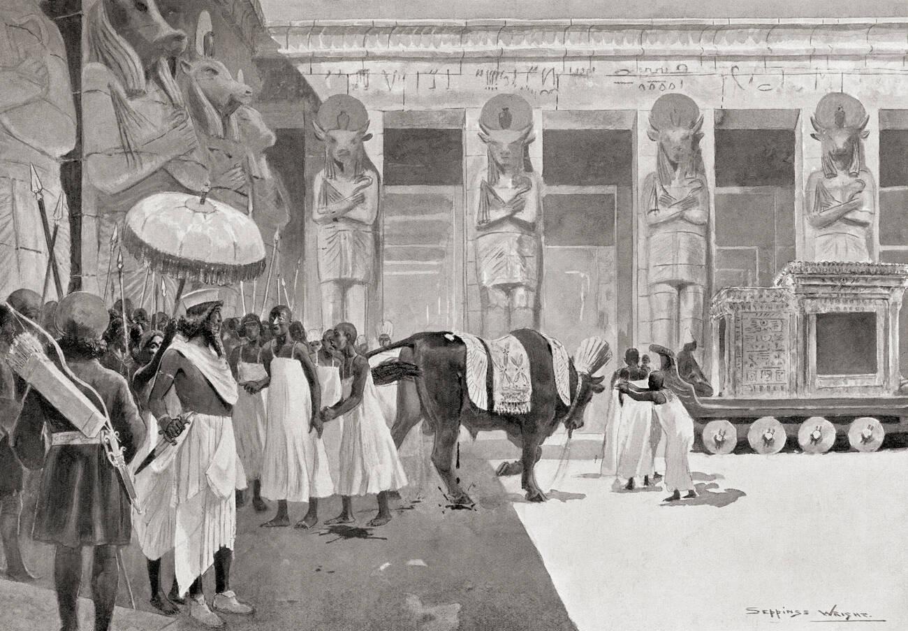 Cambyses II killing the sacred bull Apis or Hapis